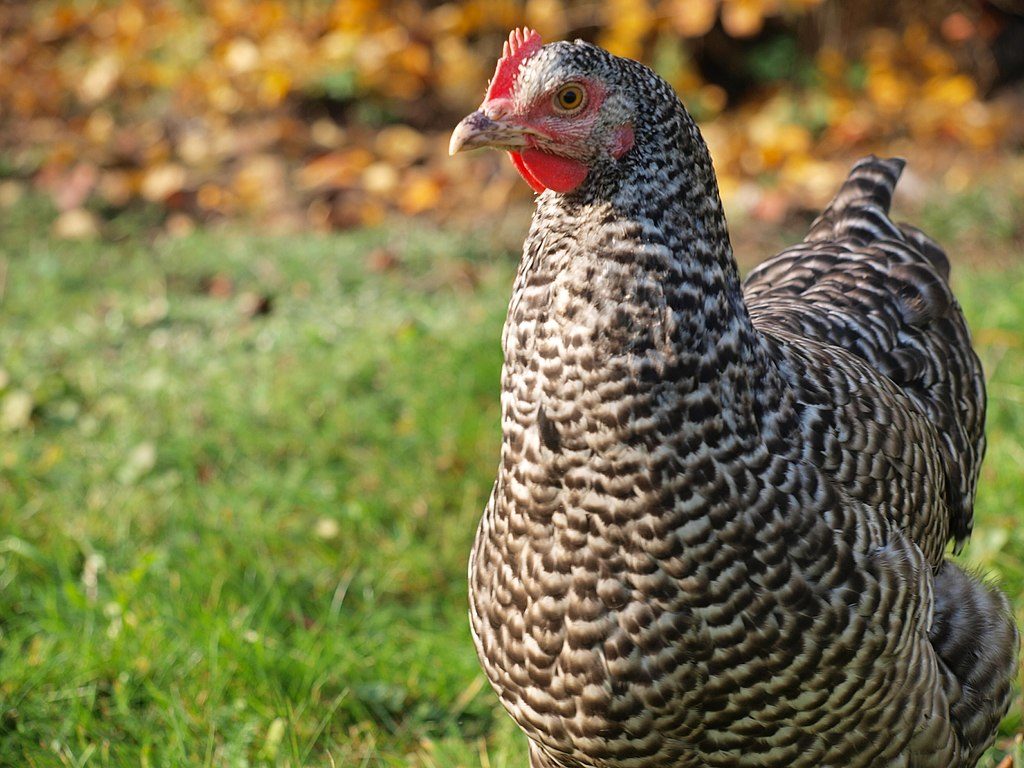 16 Friendliest Chicken Breeds To Keep As Pets Know Your Chickens