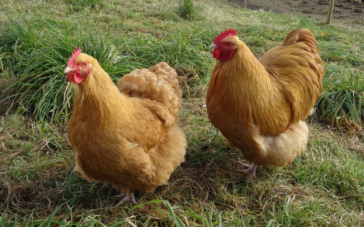 Download 15 Quietest Chicken Breeds Species Guide Know Your Chickens