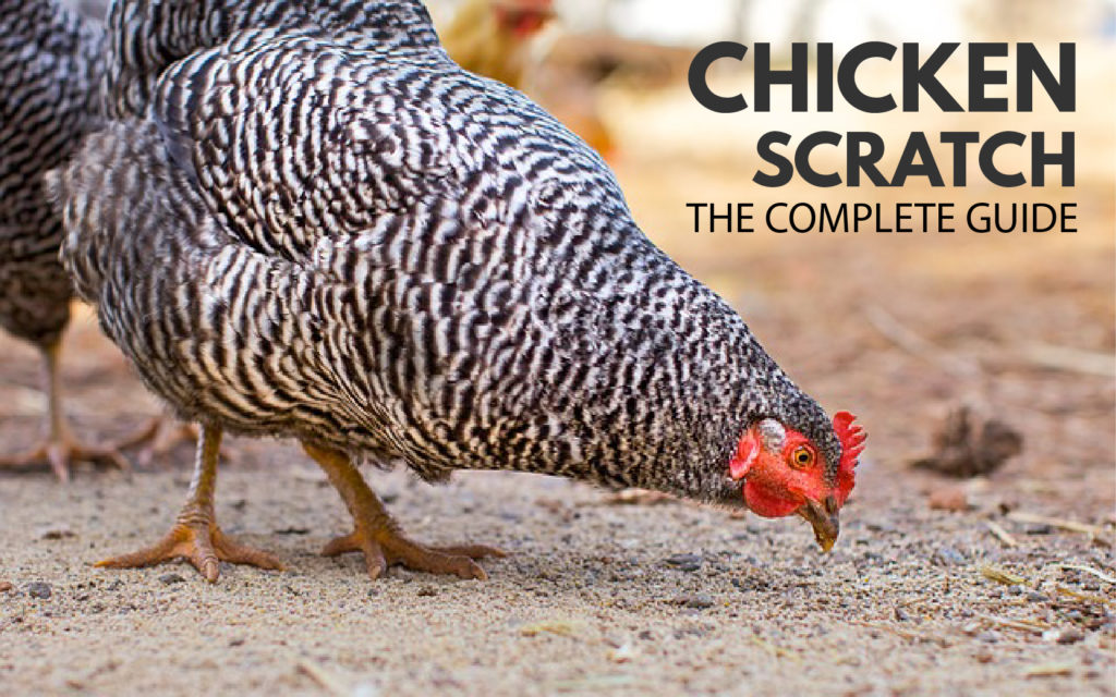 feeding-chicken-scratch-to-your-backyard-chickens-how-to-guide