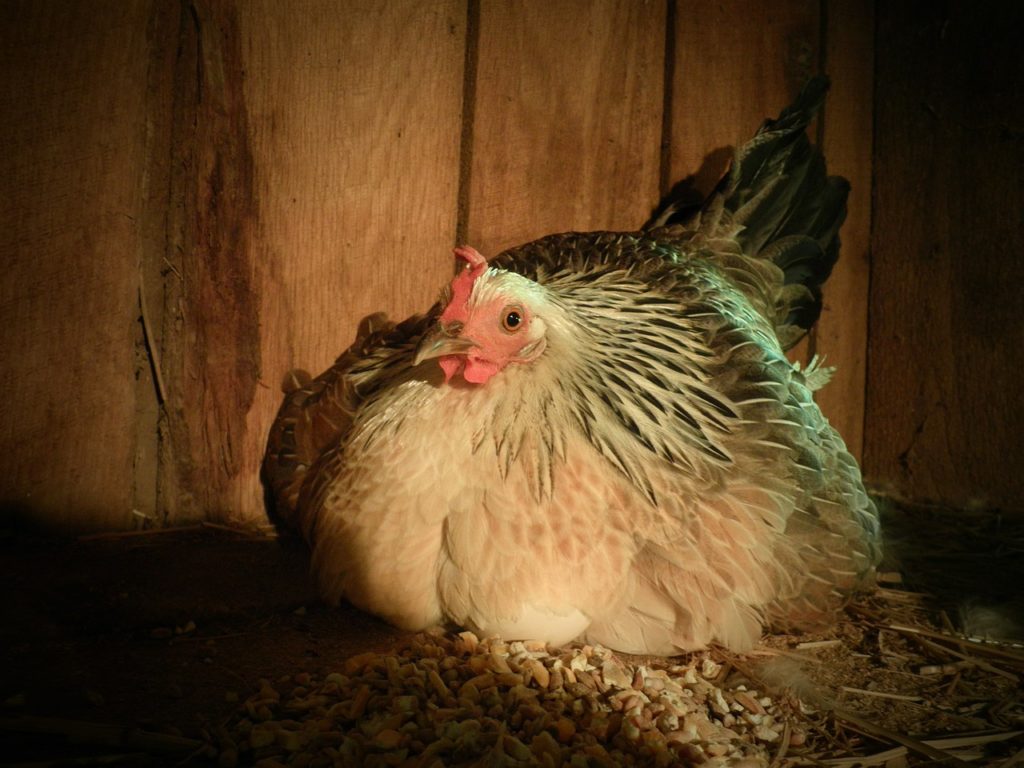 Egg Bound Chicken How To Identify And Treat It Tips Know Your Chickens 