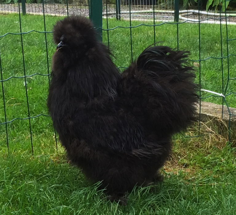 10 Types of Black Chickens (Breed Guide) | Know Your Chickens