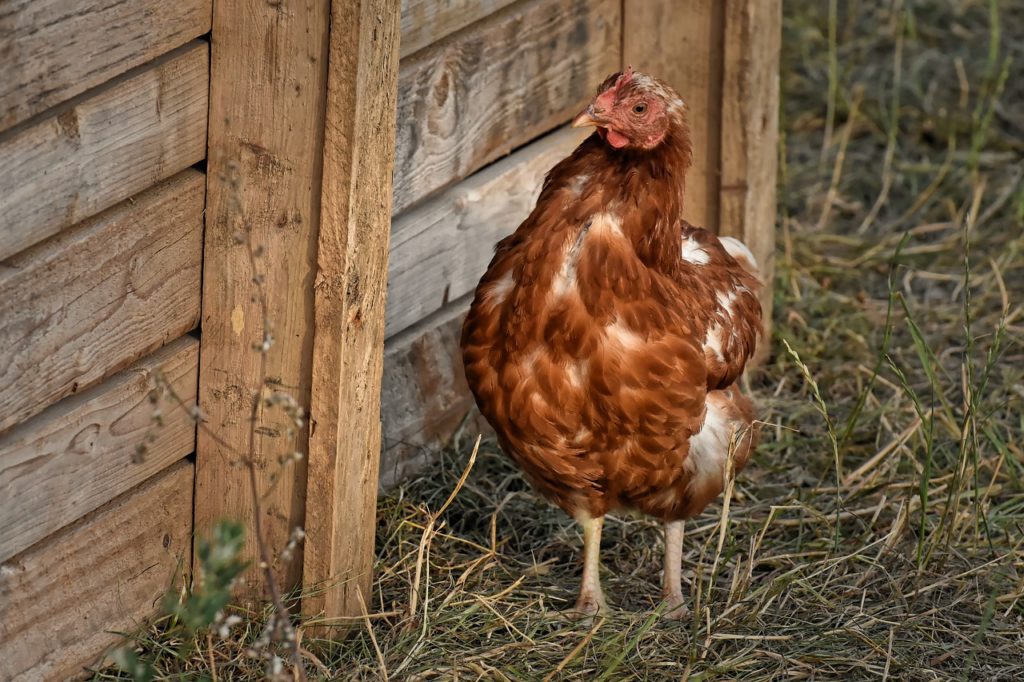 Why Is My Chicken Losing Feathers? (13 Common Reasons & Fixes)