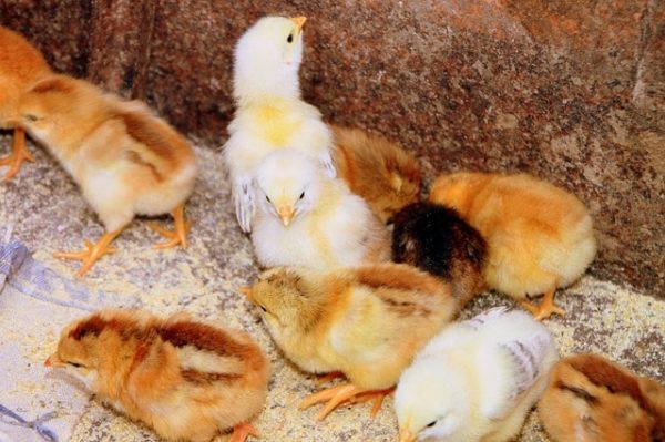 Feeding Baby Chicks: Complete How-To Guide | Know Your Chickens