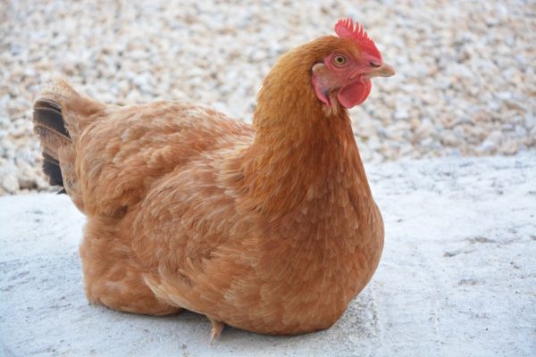 Golden Comet Chickens: Everything You Should Know (Breed Guide)