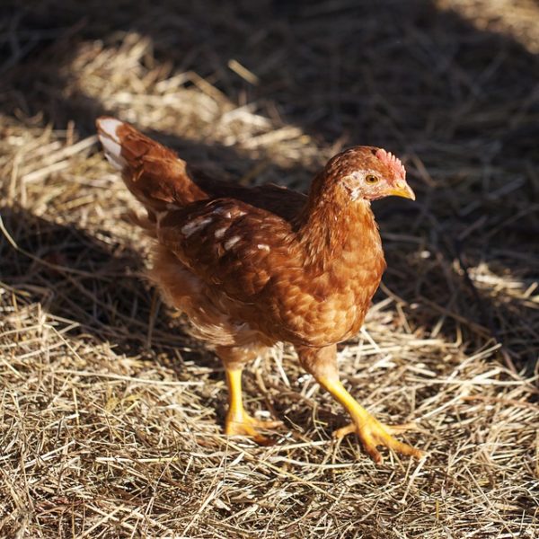 Golden Comet Chickens Everything You Should Know Breed Guide