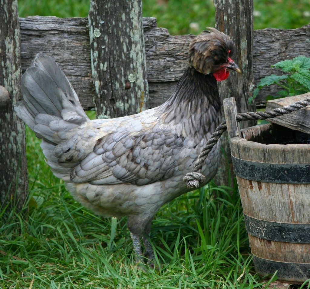 polish kyckling