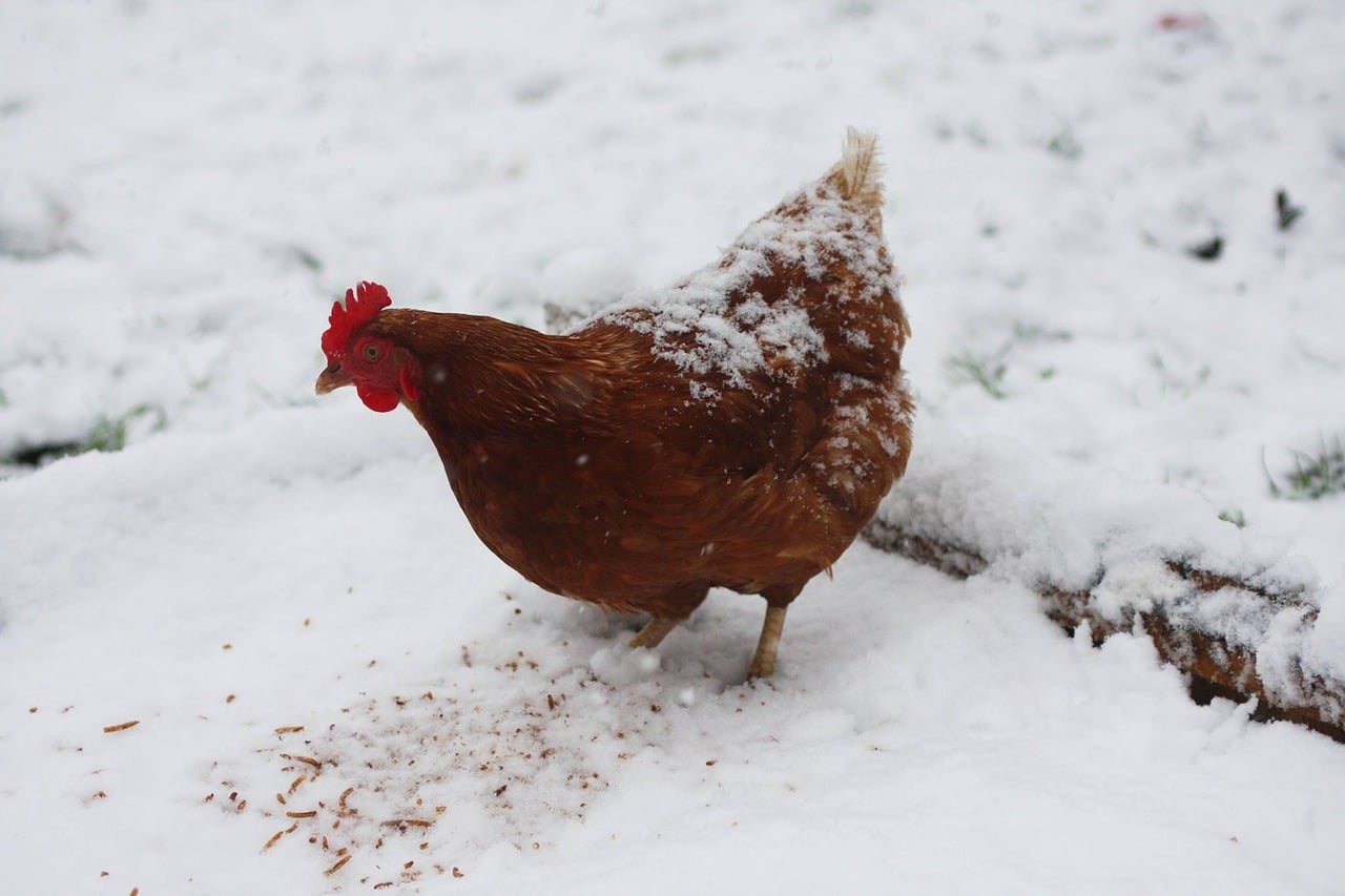 15-cold-hardy-chickens-breed-guide-know-your-chickens