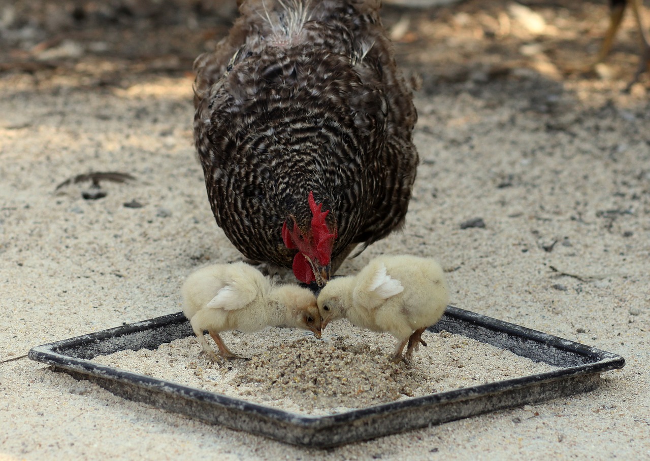 Feeding Baby Chicks Complete How To Guide Know Your Chickens