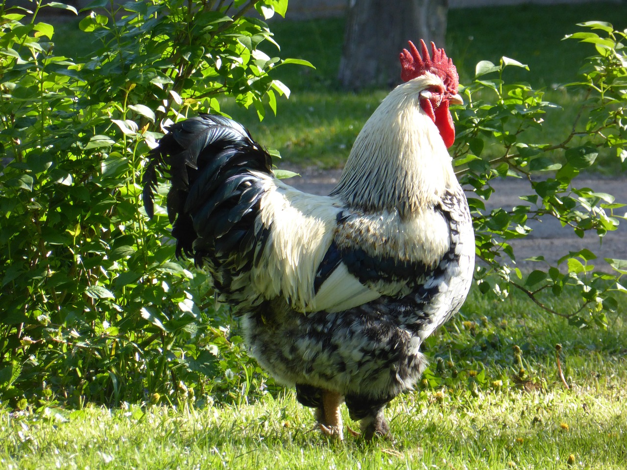 15 Chicken Friendly Plants To Grow Near Your Coop