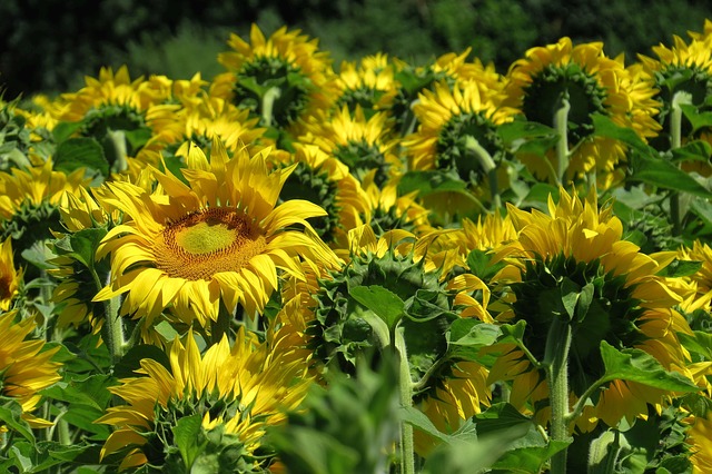 15 Chicken-Friendly Plants to Grow Near Your Coop