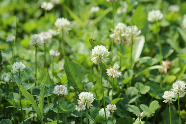 15 Chicken-Friendly Plants to Grow Near Your Coop