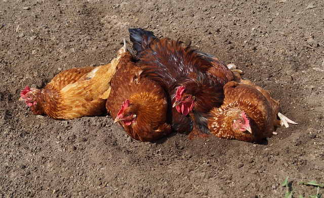 How to Identify & Treat Chicken Mites | Know Your Chickens