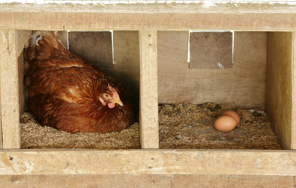 How to Get Your Chickens to Lay Eggs | Know Your Chickens