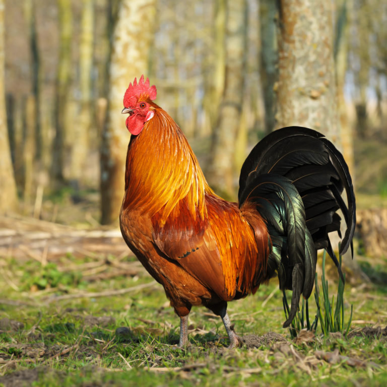 Rhode Island Red Rooster 768x768 