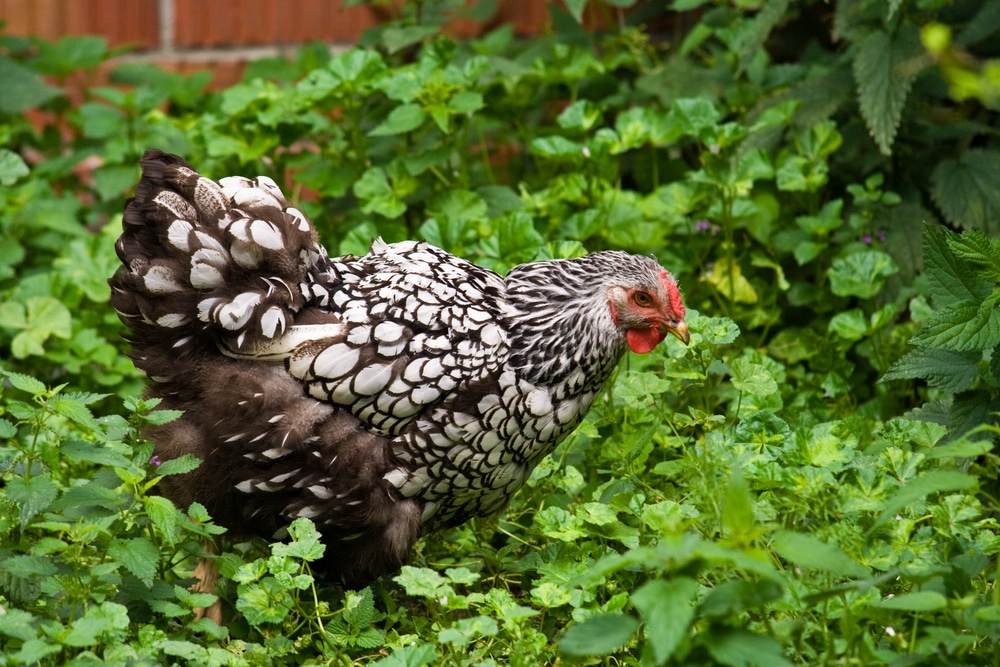 Wyandotte Chicken Breed Guide Everything You Should Know