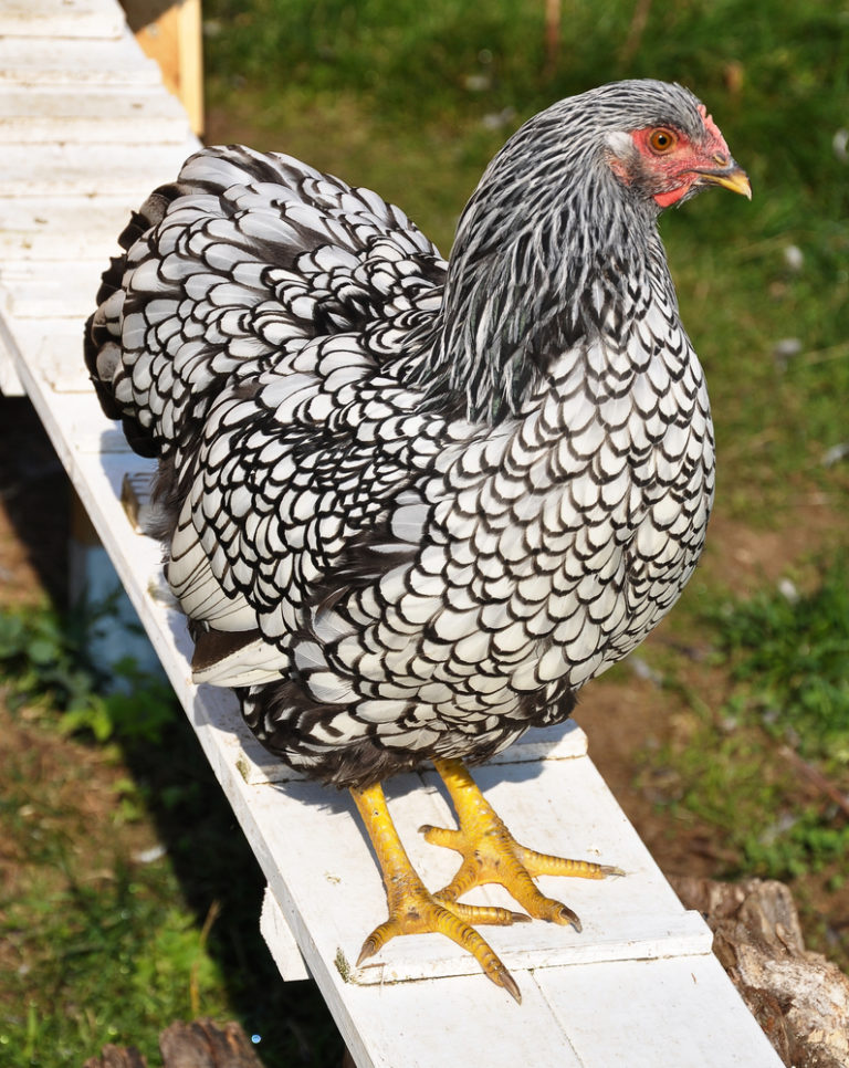 Wyandotte Chicken Breed Guide: Everything You Should Know | Be Able