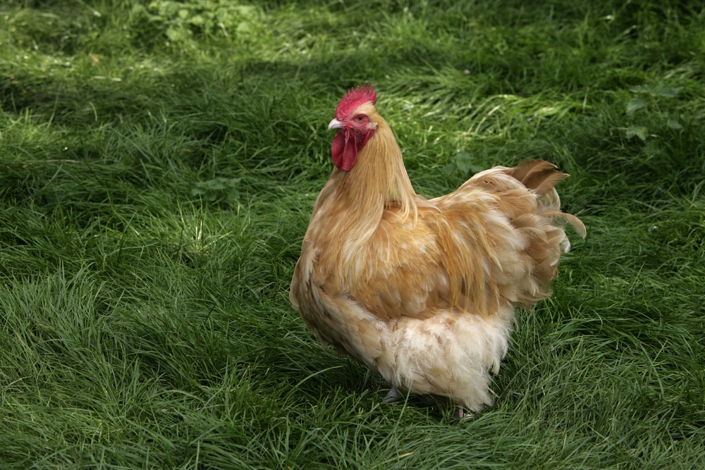 Buff Orpington Chicken Breed Guide Know Your Chickens