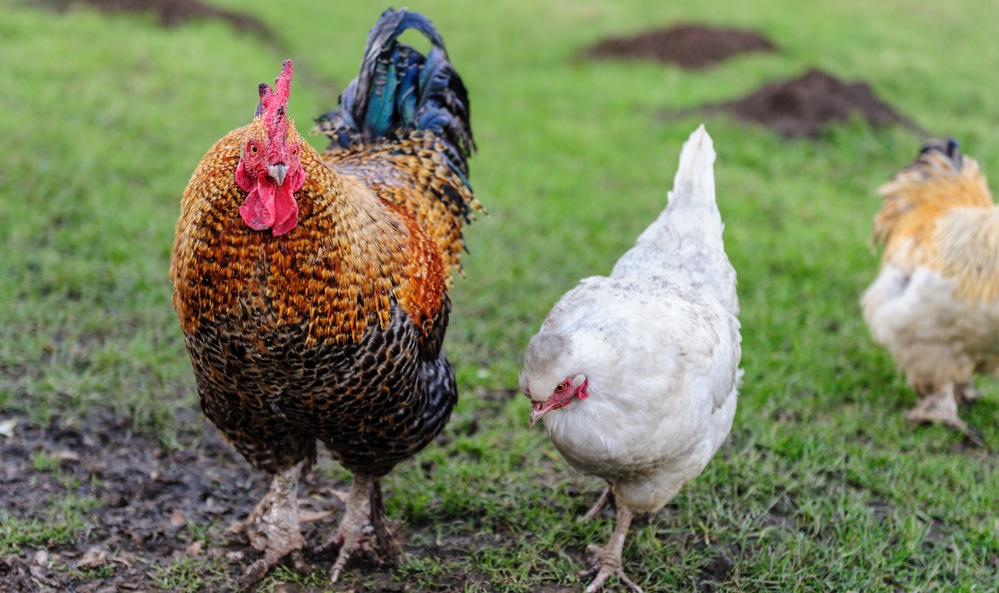 How To Tell A Rooster From A Hen Male Vs Female Differences 