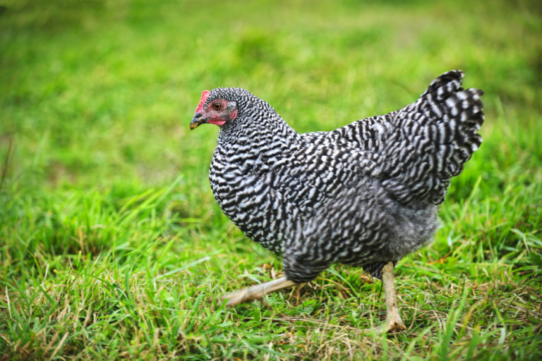 Plymouth Rock Chicken Breed Guide | Know Your Chickens