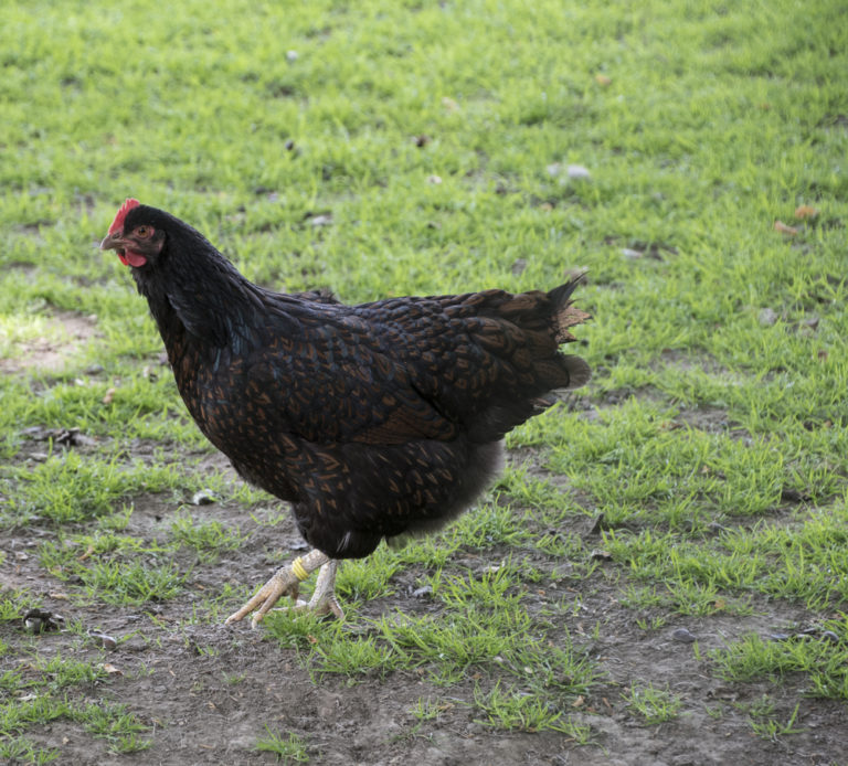 Australorp Chicken Breed Guide Know Your Chicken El Festival 