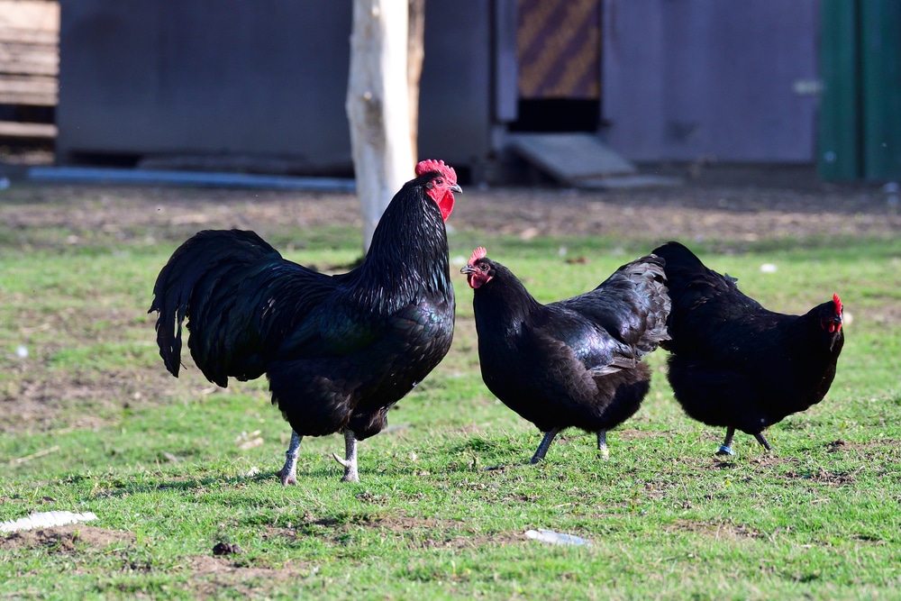 Download Australorp Chicken Breed Guide Know Your Chickens