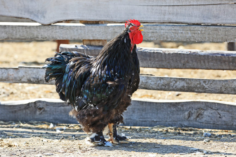 How Tall Are Jersey Giant Chickens