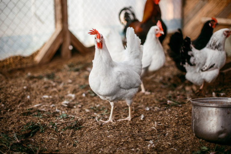 Deep Litter Method for Chicken Coops The Complete Guide