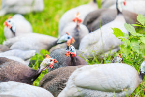 Chickens vs Guinea Hens: How to Choose Which to Raise ...