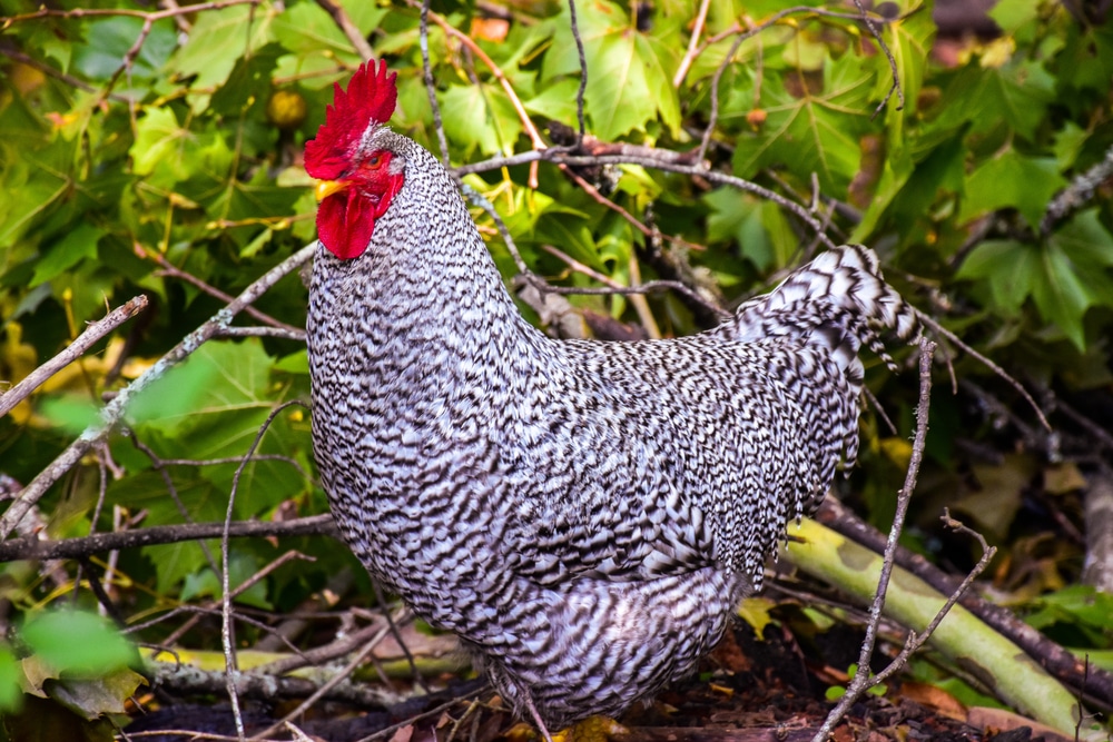 Dominique Chicken Breed Guide: Care, Size, Feeding, & More