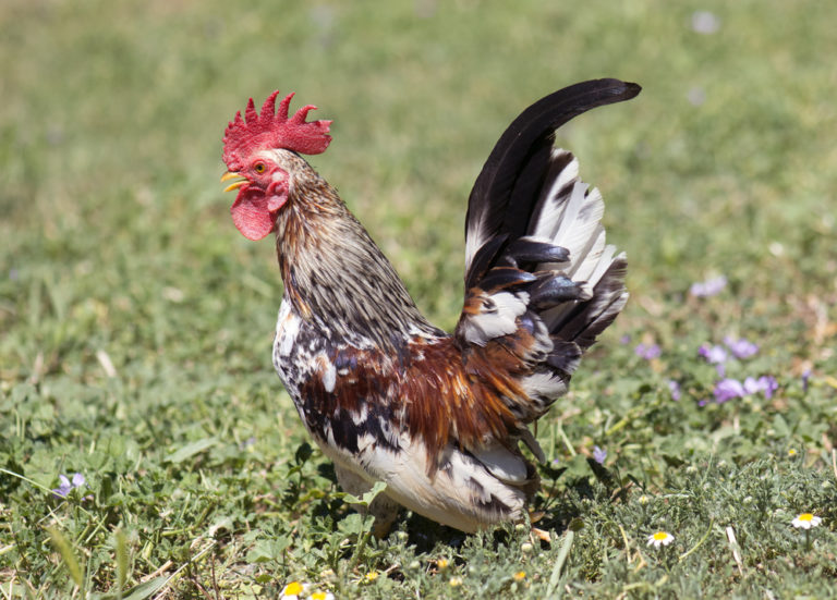 Serama Chicken Breed Guide Care Feeding And More Know Your Chickens