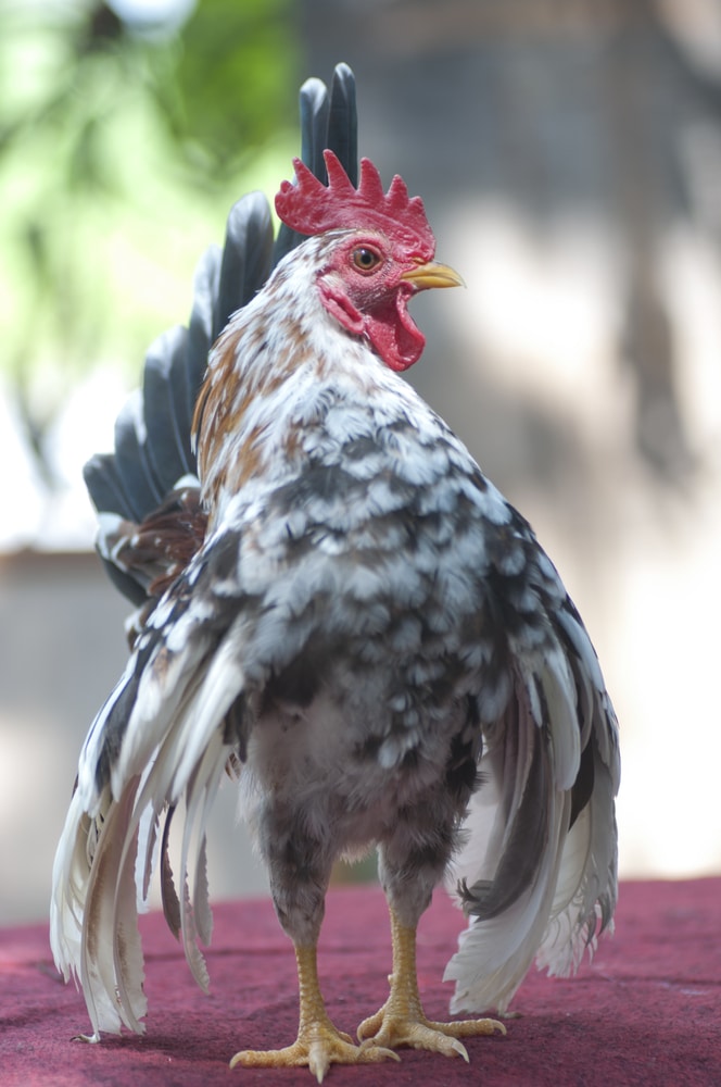 Serama Chicken Breed Guide: Care, Feeding, & More | Know Your Chickens